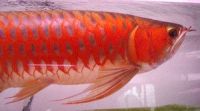 Arowana Fishes for sale in Montreal, QC H1Y 2E3, Canada. price: $400