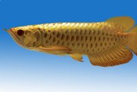 Arowana Fishes for sale in Québec City, QC, Canada. price: NA