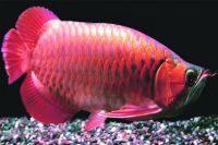 Arowana Fishes for sale in Montréal-Nord, Montreal, QC, Canada. price: $500