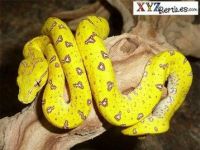 Aruba rattlesnake Reptiles for sale in Newark, NJ 07175, USA. price: $300