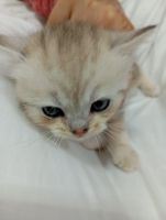 Ashera Cats for sale in Ajman - United Arab Emirates. price: 1,498 AED