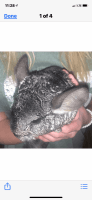 Ashy Chinchilla Rat Rodents for sale in Charleston, SC, USA. price: $300