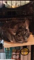 Ashy Chinchilla Rat Rodents for sale in Shipshewana, IN 46565, USA. price: $150
