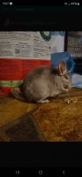 Ashy Chinchilla Rat Rodents Photos