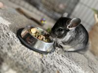 Ashy Chinchilla Rat Rodents Photos