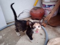 Asian Cats for sale in Tiruppur, Tamil Nadu, India. price: 200 INR