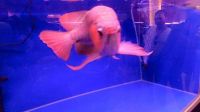 Asian arowana Fishes for sale in Los Angeles, CA, USA. price: $400