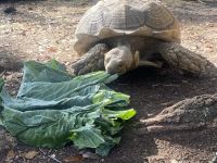 Asian Forest Tortoise Reptiles for sale in Kiln, MS 39556, USA. price: $800