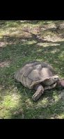 Asian Forest Tortoise Reptiles Photos