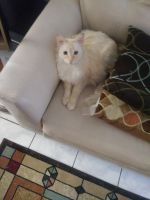 Asian Semi-Longhair Cats for sale in Long Beach, CA, USA. price: $50