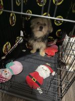 Atlas Terrier Puppies for sale in Irving, TX, USA. price: $100