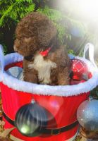 Aussie Doodles Puppies for sale in Cordele, GA 31015, USA. price: $1,500