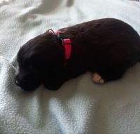 Beautiful Aussiedoodle pups