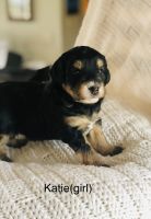 Aussie Doodles Puppies for sale in Hamilton, MI 49419, USA. price: $1,800