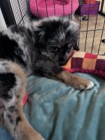 Aussie Doodles Puppies for sale in Pasadena, CA 91101, USA. price: $500