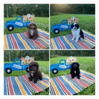 Aussie Doodles Puppies for sale in Cleveland, TN, USA. price: $100,000