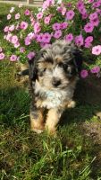Aussie Doodles Puppies for sale in Odon, IN 47562, USA. price: $500