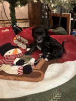 Aussie Doodles Puppies for sale in Grandview, TX 76050, USA. price: NA