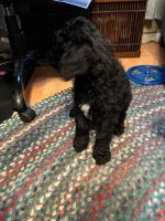 Aussie Doodles Puppies for sale in Sault Ste. Marie, ON, Canada. price: $400