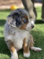 Aussie Bernedoodle puppy