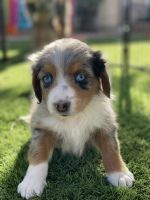 Aussie Bernedoodle puppy
