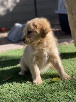 Aussie Bernedoodle puppy