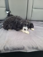 Aussie Doodles Puppies for sale in Logan, OH 43138, USA. price: NA