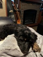 Aussie Doodle for rehome