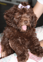 Aussie Doodles Puppies for sale in Lake City, FL, USA. price: $850