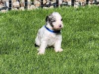 Aussie Doodles Puppies for sale in Noblesville, IN, USA. price: $2,000