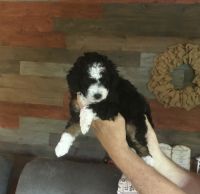 Aussie Doodles Puppies for sale in Paoli, IN 47454, USA. price: $1,500