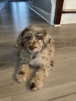Aussie Doodles Puppies for sale in Cameron, NC 28326, USA. price: $650