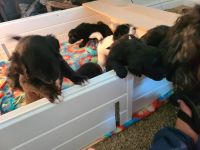 Aussie Doodles Puppies for sale in Tooele, UT 84074, USA. price: $800