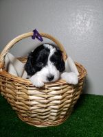 Aussie Doodles Puppies for sale in Henderson, NV 89011, USA. price: $400