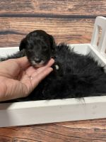Aussie Doodles Puppies for sale in Asheville, NC, USA. price: $700