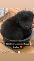 Aussie Doodles Puppies for sale in Idyllwild-Pine Cove, CA, USA. price: $800