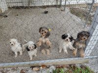 Aussie Doodles Puppies for sale in Neosho, MO 64850, USA. price: $600