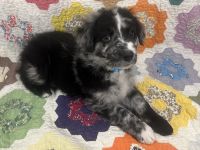 Blue Merle Aussiedoodle Puppies F2