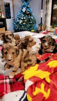 Aussie Doodles Puppies for sale in Sioux Center, Iowa. price: $1,250