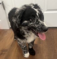 Blue Merle Aussiedoodle Puppies F2
