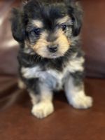 Aussie Doodles Puppies for sale in Hamilton, OH, USA. price: NA