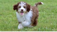 Aussie Doodles Puppies for sale in Muskegon, Michigan. price: $400