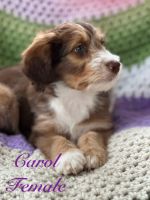 Aussie Doodles Puppies for sale in Oley, Pennsylvania. price: $900