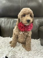 Aussie Doodles Puppies for sale in West Sacramento, CA, USA. price: $1,000