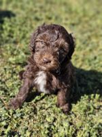 Aussie Doodles Puppies for sale in Indiahoma, OK 73552, USA. price: NA