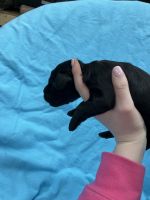 F1B Female Black Aussiedoodle