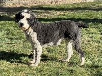 Aussie Doodles Puppies for sale in Boise, ID, USA. price: $1,000