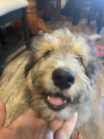 Aussie Doodles Puppies for sale in Vancouver, Washington. price: $1,200