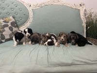 Aussie Doodles Puppies for sale in Marion, Illinois. price: NA