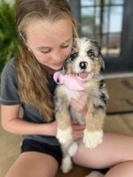 Aussie Doodles Puppies for sale in Howard, Kansas. price: $1,500